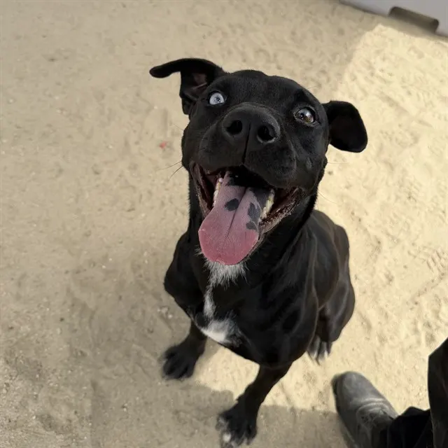 Koko
