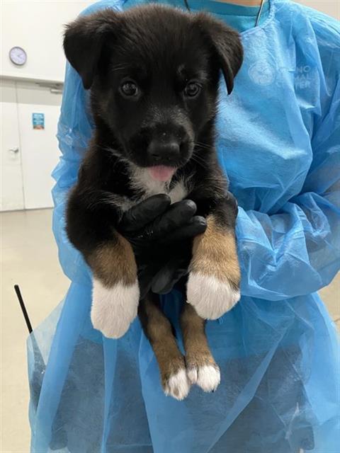 Adoptable Dog