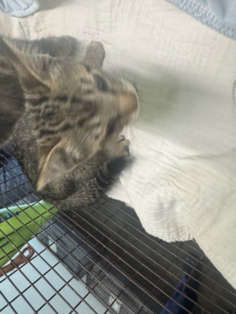 Adoptable Cat