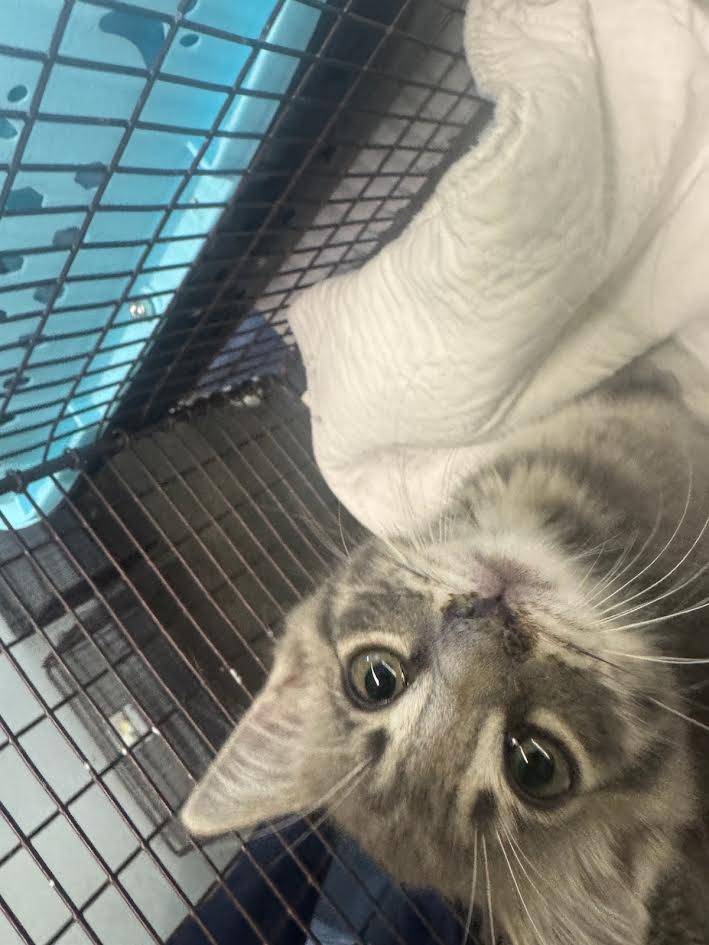 Adoptable Cat