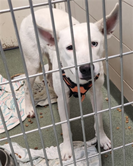 Adoptable Dog