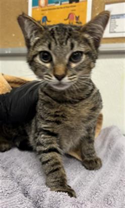 Adoptable Cat