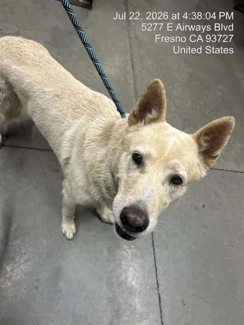Adoptable Dog