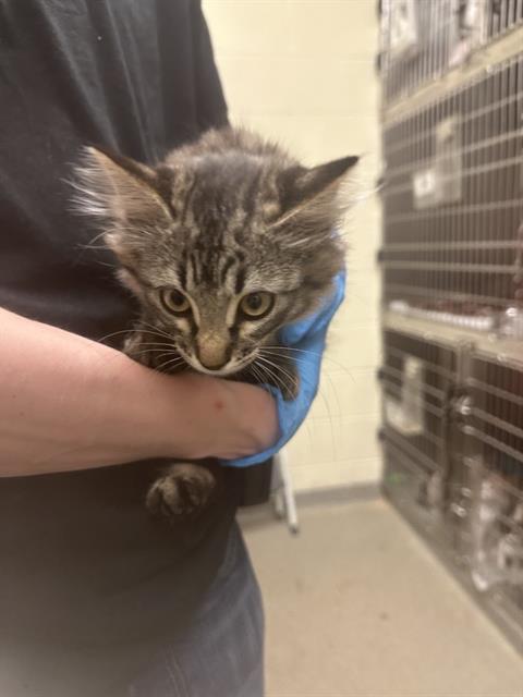 Adoptable Cat