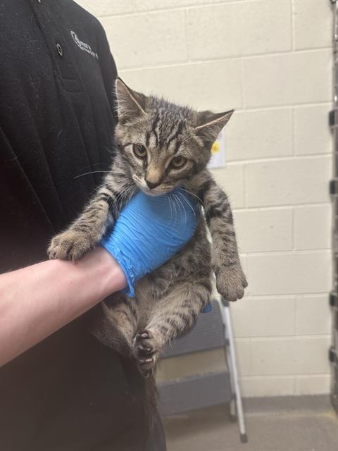Adoptable Cat