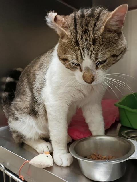 Adoptable Cat