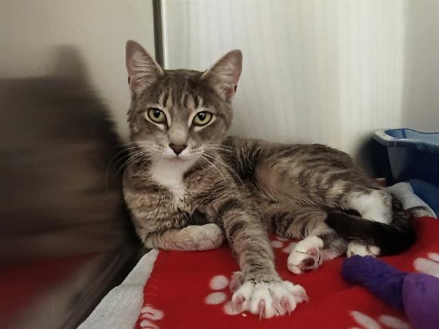 Adoptable Cat