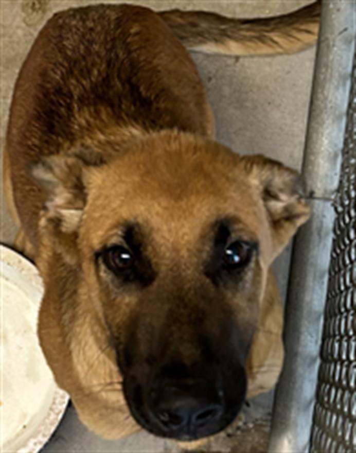 Adoptable Dog