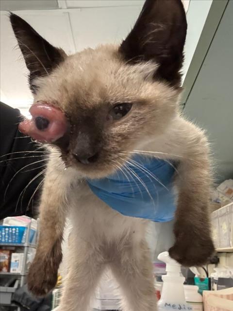 Adoptable Cat