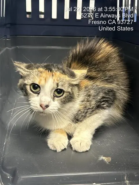 Cali