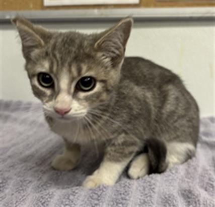 Adoptable Cat