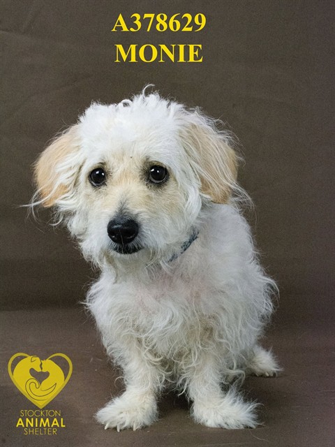 Monie