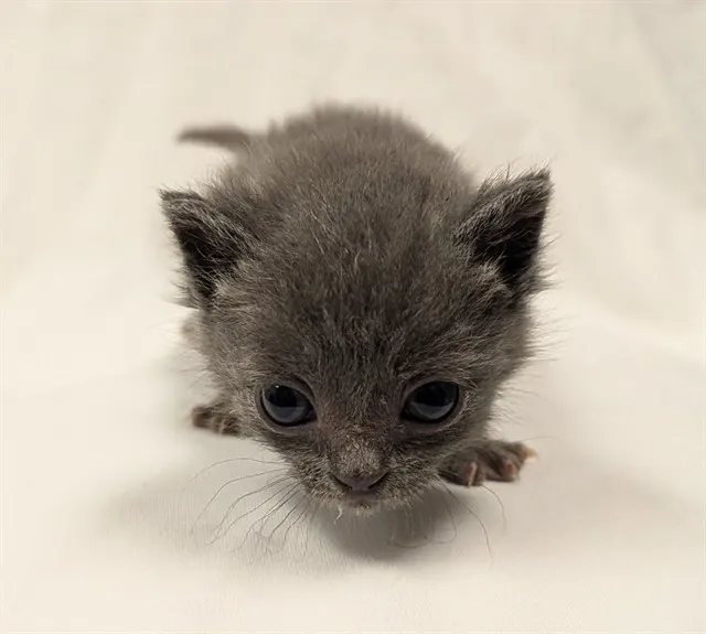 Toro - In Foster