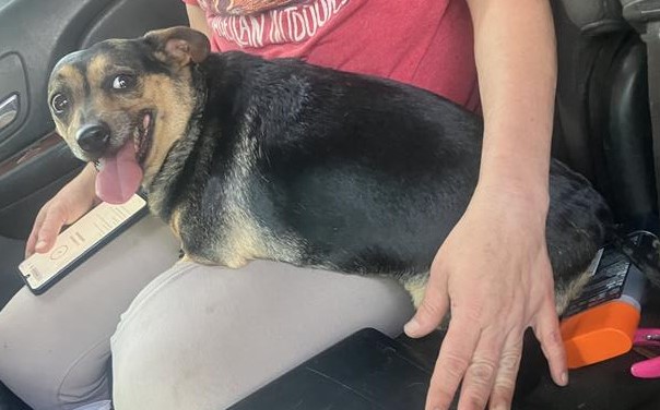 Gorda