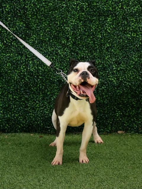 Huck