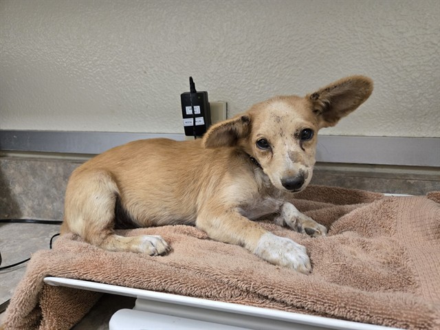 Adoptable Dog