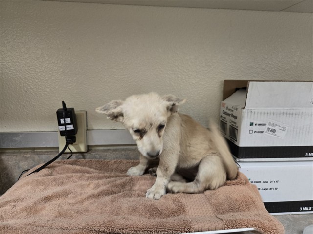 Adoptable Dog
