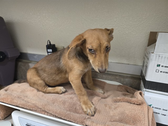Adoptable Dog