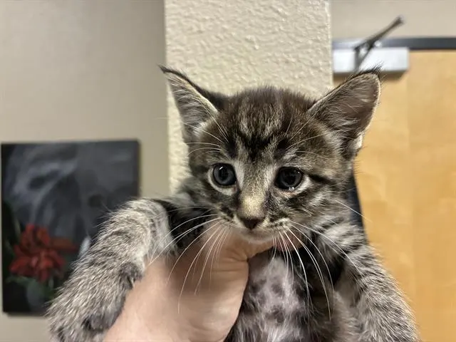 Adoptable Cat