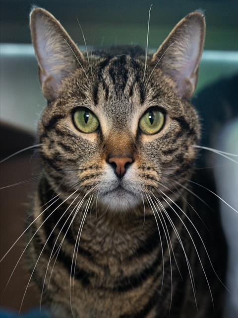 Nyla