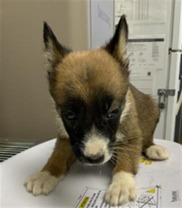 Adoptable Dog