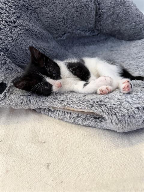 Pepper