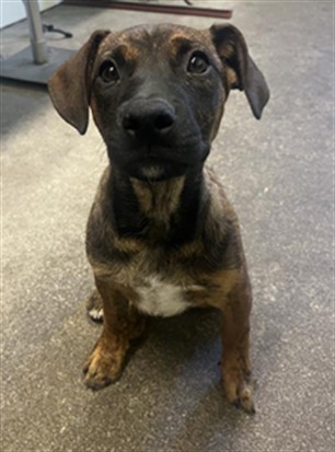 Adoptable Dog
