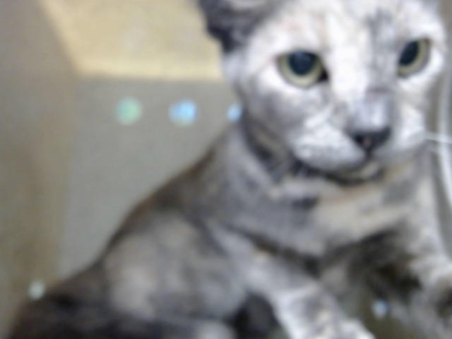 Adoptable Cat