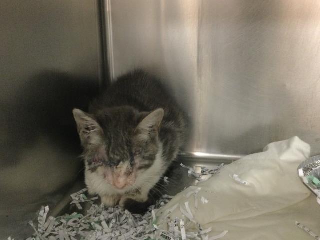 Adoptable Cat