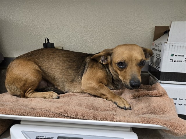 Adoptable Dog