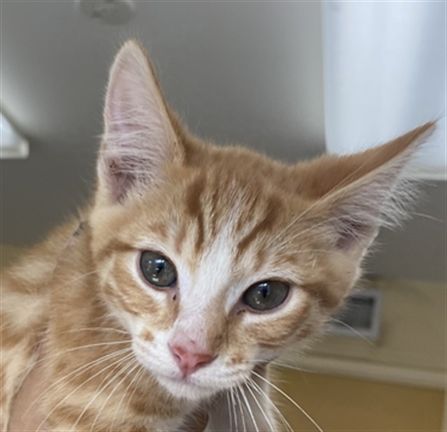 Adoptable Cat