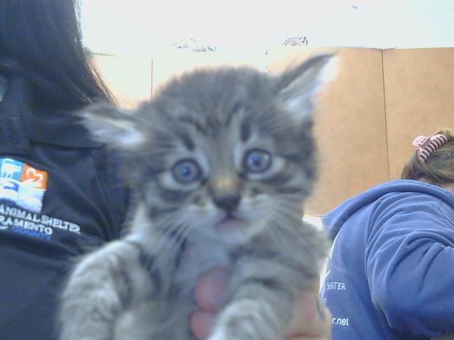 Adoptable Cat