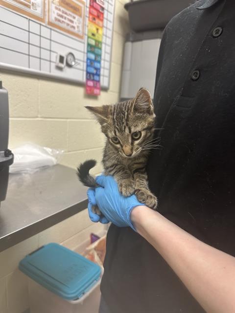 Adoptable Cat