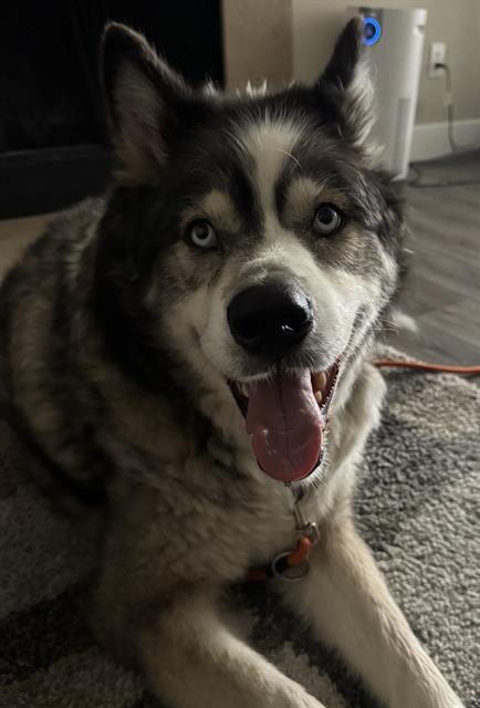 Bella