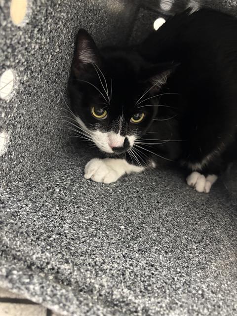 Oreo