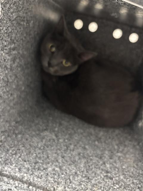 Nala