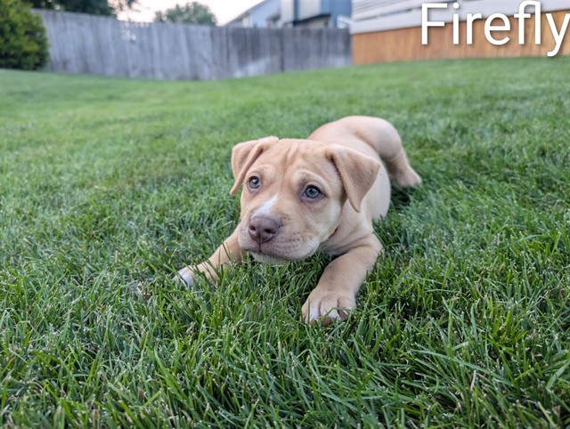 Firefly