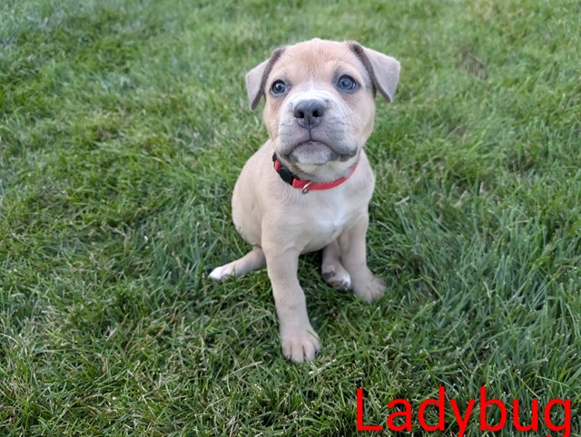 Ladybug