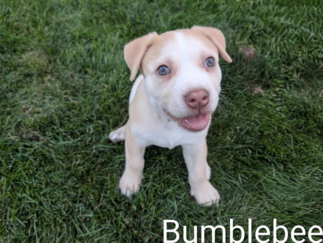 Bumblebee