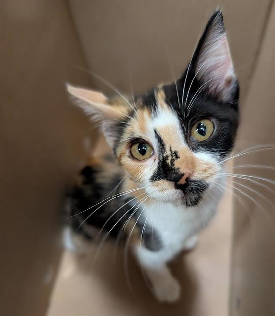 Mocha