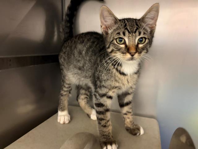 Adoptable Cat