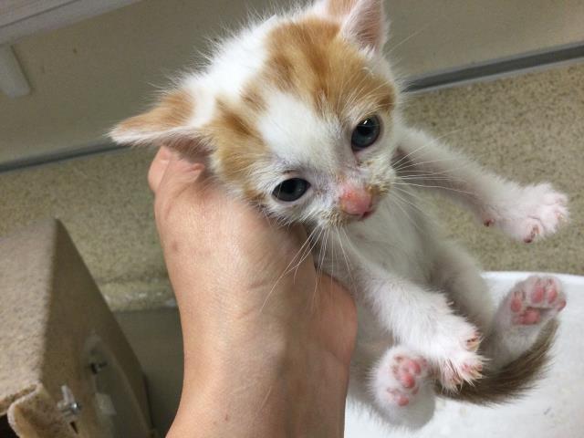Adoptable Cat