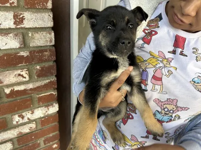 Adoptable Dog