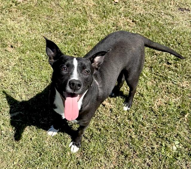Oreo