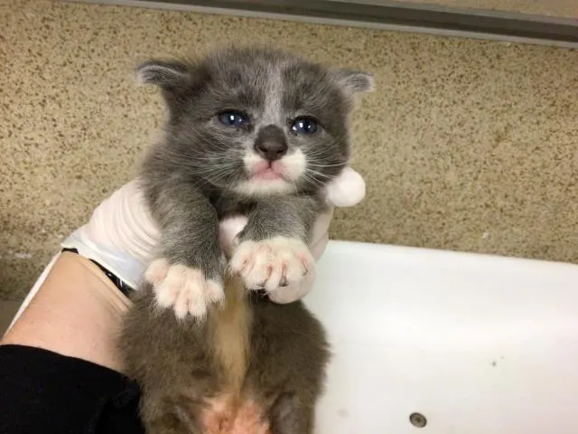 Adoptable Cat