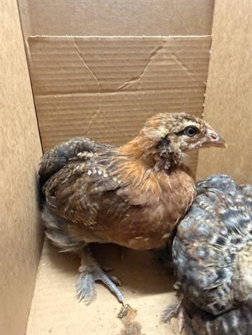 Adoptable Bird