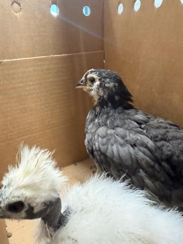 Adoptable pet