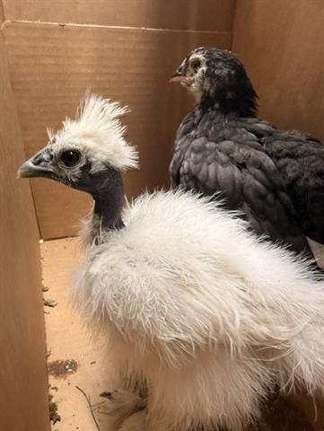 Adoptable Bird