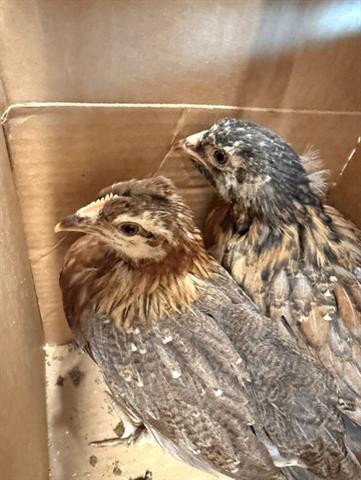 Adoptable Bird