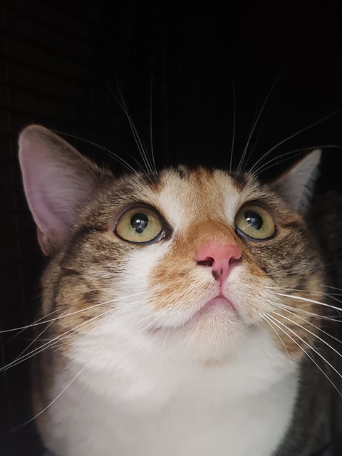 Zuri